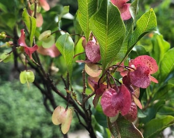 A&#39;ali&#39;i (Hawaiian Hopseed Bush) Seeds - Dodonaea Viscosa
