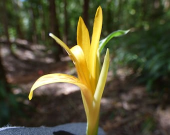 Ali&#39;ipoe (Canna Lily) Seeds - Canna Indica