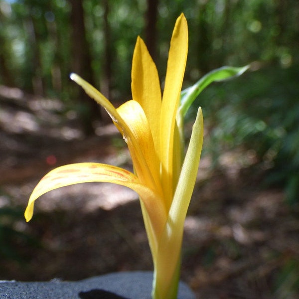 Ali'ipoe (Canna Lily) Seeds - Canna Indica