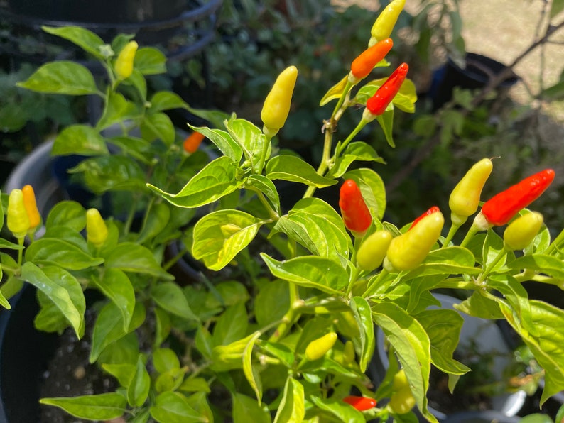 Hawaiian Chili Pepper Seeds Capsicum Fruitescens Etsy