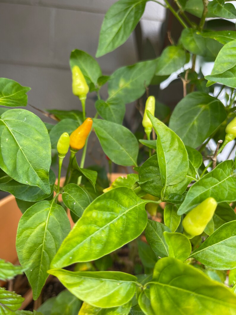 Hawaiian Chili Pepper Seeds Capsicum Fruitescens Etsy