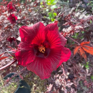 Cranberry Hibiscus Seeds (AKA African Rosemallow, False Roselle) - Hibiscus Acetosella