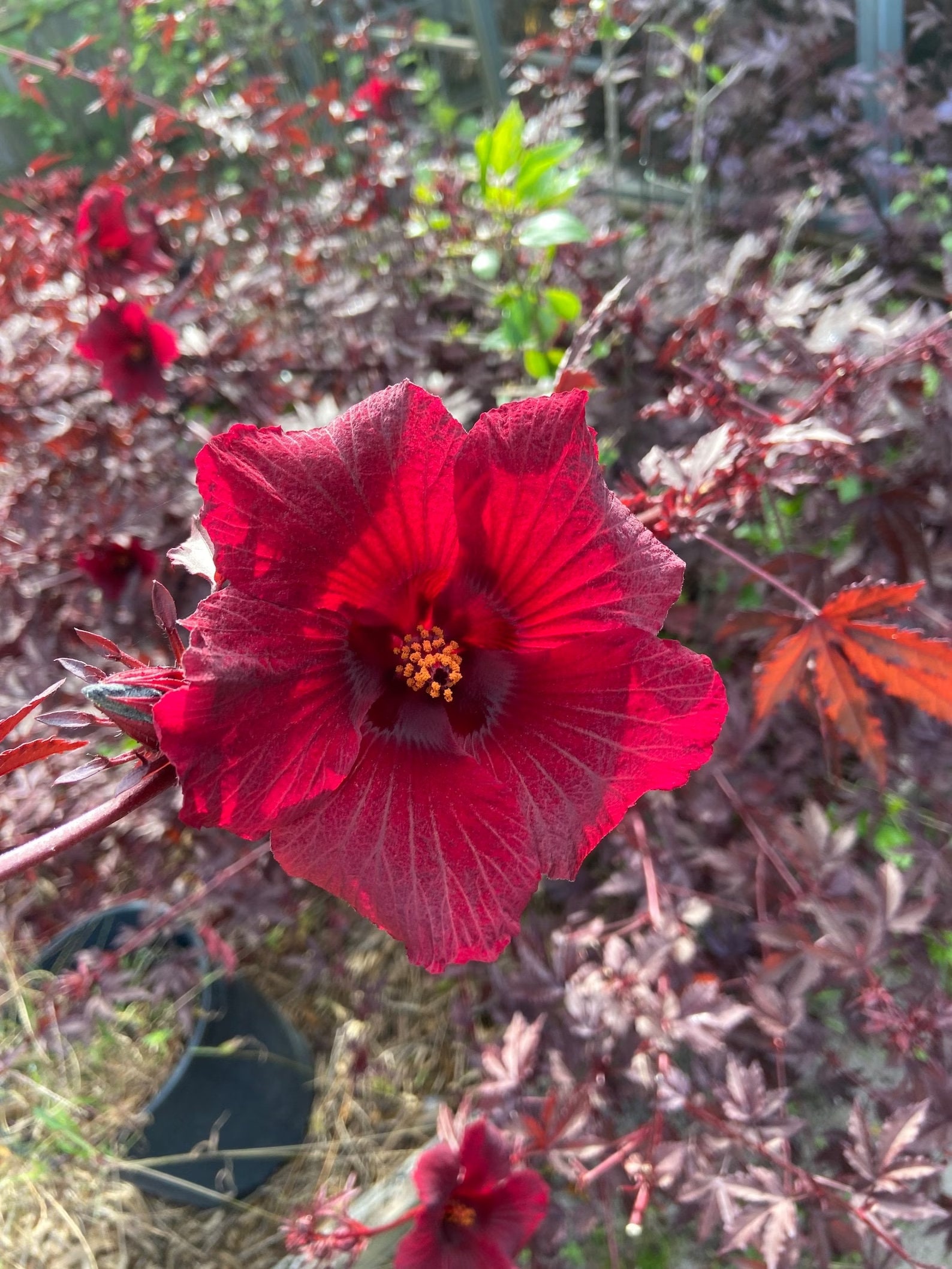 Cranberry Hibiscus Seeds (AKA African Rosemallow, False Roselle) - Hibiscus Acetosella