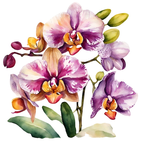 Orchidee-Orchideen-ClipArt Orchidee-Digitales Aquarell-weiße Orchidee-rosa Orchidee - Blumen- Naturblumen-Aquarellpaket-niedlich