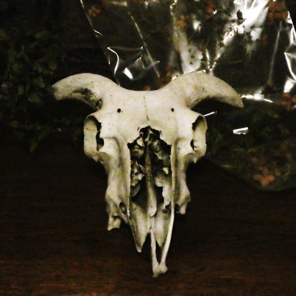 Goat skull. Demon type