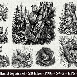 Può includere: Una collezione di illustrazioni in bianco e nero raffiguranti scoiattoli in vari ambienti boschivi, mentre si arrampicano sugli alberi, siedono su ceppi e cercano cibo, con il testo Woodland Squirrel - 26 files - PNG + SVG + EPS + DXF.