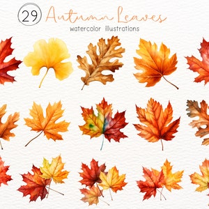 29 Aquarell Herbst Blätter Clipart / Herbst Blätter Clipart PNG / Handgezeichnetes Blatt Druck / Herbst PNG Bundle 300dpi / Thanksgiving PNG Bundle