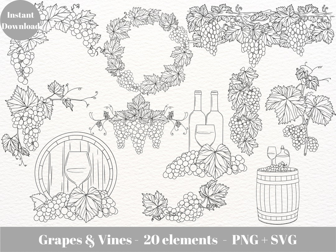 Grapevine SVG for Commercial Use / Grapes and Vine SVG / Wine SVG