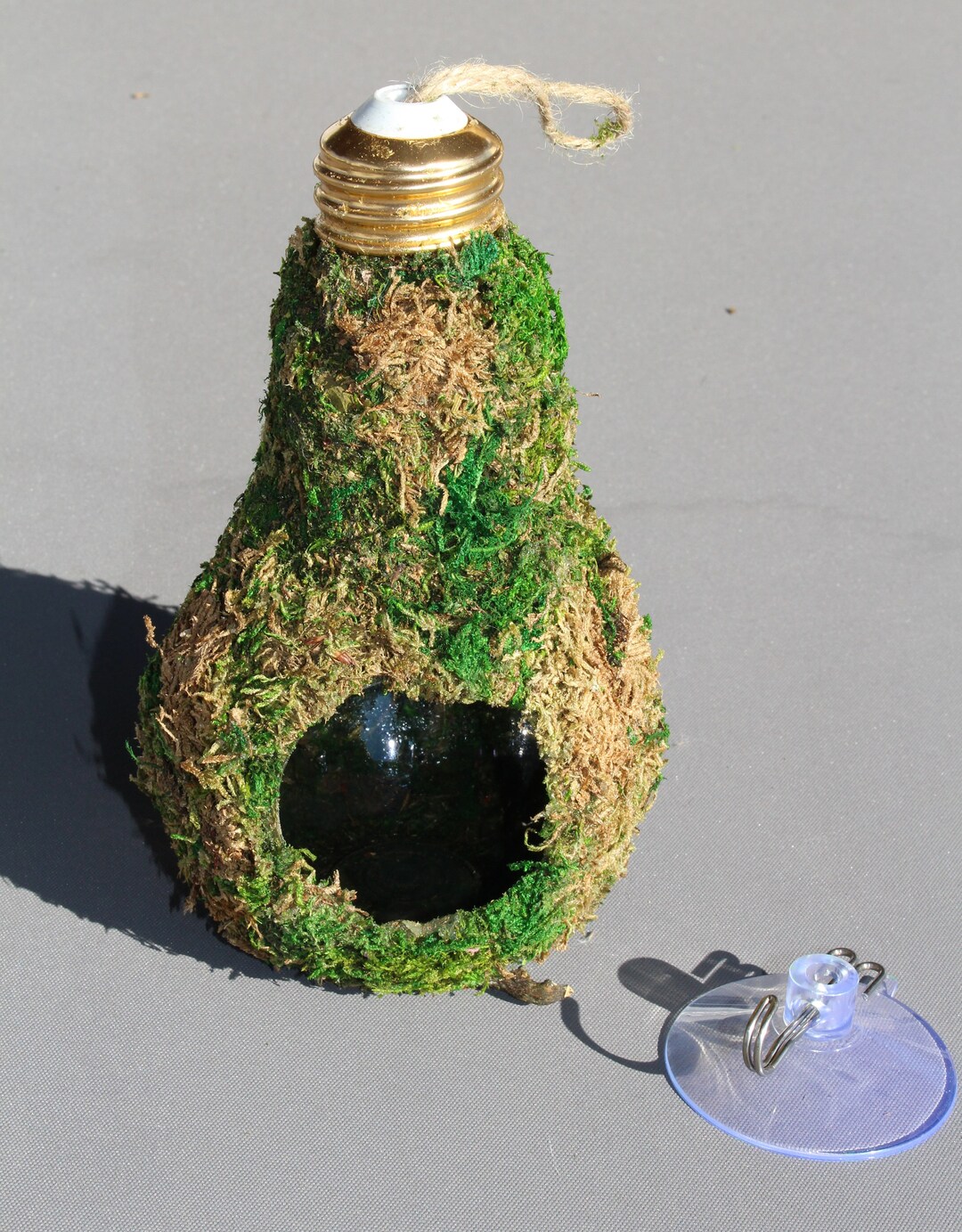 Moss Light Bulb Hanging Reptile Hide Etsy