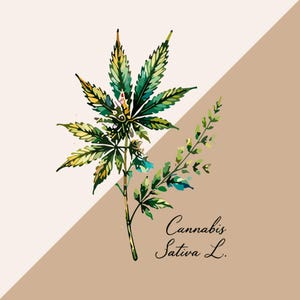 Peut inclure: Une illustration botanique d'une plante Cannabis Sativa L. pr&eacute;sentant une grande feuille dentel&eacute;e &agrave; plusieurs pointes dans des tons de vert et de jaune, accompagn&eacute;e d'une tige feuillue plus petite, sur un fond divis&eacute; cr&egrave;me et beige.