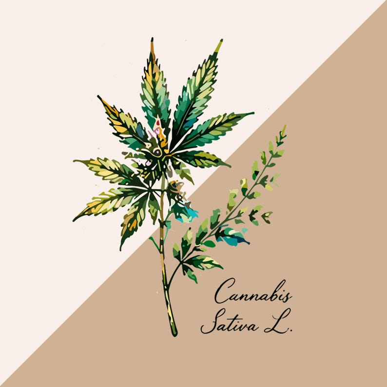 Peut inclure: Une illustration botanique d'une plante Cannabis Sativa L. pr&eacute;sentant une grande feuille dentel&eacute;e &agrave; plusieurs pointes dans des tons de vert et de jaune, accompagn&eacute;e d'une tige feuillue plus petite, sur un fond divis&eacute; cr&egrave;me et beige.