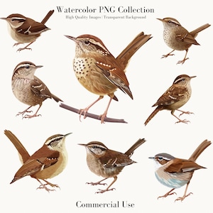 Watercolor Wren Bird PNG Collection, Digital Download, Commercial Use, Transparent Background, High Quality Images, Printable Bird Art