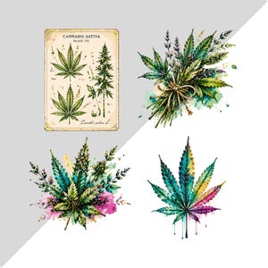 Peut inclure: Une collection de quatre illustrations botaniques repr&eacute;sentant du cannabis sativa. L'une est une impression rectangulaire de style vintage &eacute;tiquet&eacute;e CANNABIS SATIVA PLATE VII. Les autres sont des aquarelles de feuilles et de brins de cannabis.