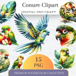 Conure Clipart / Paquete de imágenes prediseñadas / 15 imágenes coloridas PNG / Arte de aves / Artesanías / Ropa / Impresiones digitales / Uso comercial / Diario basura