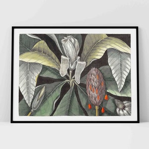 Flower Umbrella Tree Art Umbrella Plant Magnolia Floral Wall Art Botanical Vintage Art Print Digital Vintage Download Catesby Art Printable