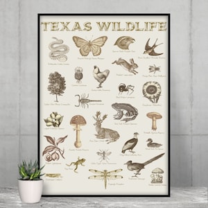 Texas Wildlife Poster - Texas Plants & Animals Poster - Science Poster - Biology Poster - Animal Poster - Vintage Poster - Animal Science