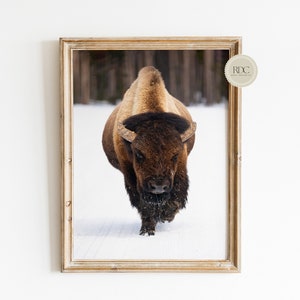 Western Bison Wall Art, Rustic Photography, Wildlife Print, Wyoming Bison, Western Woodland Bison in Winter, Neutral Cabin Decor, Buffalo
