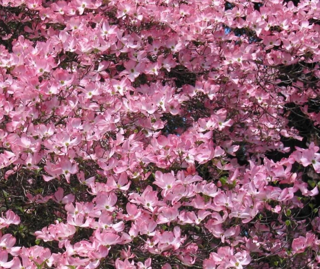 Dogwood Tree Pink Flowering Tree One Gallon Container Etsy