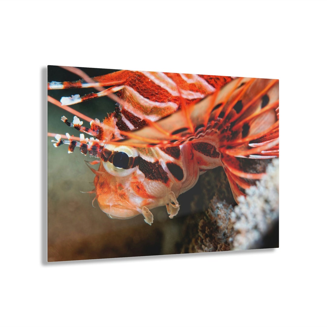 Lionfish Acrylic Wall Art Puerto Galera Underwater Etsy
