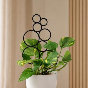 adansonii philodendron Monstera Adansonii 4" Pot