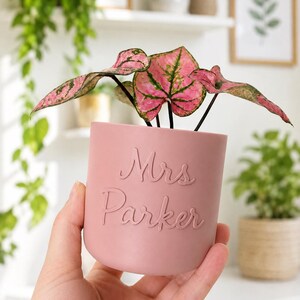 Op de afbeelding: Een cilindervormige, oudroze plantenpot met de in reliëf aangebrachte tekst Mrs Parker aan de voorzijde. De pot bevat een kleine plant met hartvormige bladeren die voornamelijk roze zijn met groene nerven en donkergroene randen, op dunne zwarte stengels.