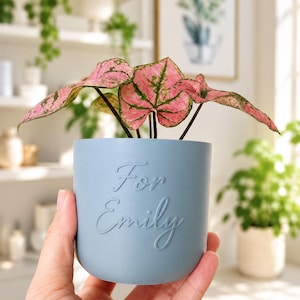 Op de afbeelding: Een matte lichtblauwe cilindrische plantenpot met de in reliëf aangebrachte tekst For Emily op de voorzijde. De pot bevat een kleine Caladium-plant met hartvormige bladeren die felroze zijn met donkergroene nerven en randen.