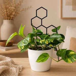 Hoya sttze - Etsy.de