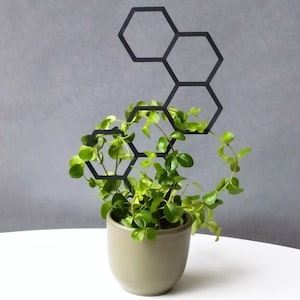 Può includere: Una pianta verde che cresce su un traliccio esagonale in metallo nero. La pianta è in un vaso marrone chiaro.