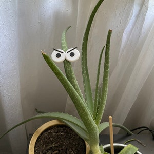Funny Plant Eye Magnets: Expressive Garden Decor (55-60mm)
