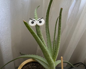 Funny plant eye magnets with funny expressions, make your house plants or garden come alive.