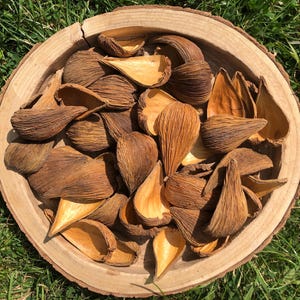 Natural Dried Dregea Seed Pods – Rustic Craft Supplies, Bowl Fillers, Potpourri, Wreaths & Home Décor