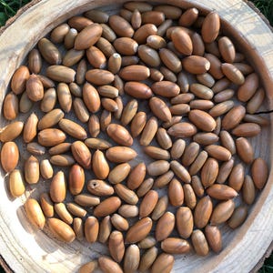 May include: A collection of numerous brown acorns scattered across the surface of a circular, light-coloured wooden slice with visible bark edges. The acorns vary slightly in size and shape, displaying smooth, tan-coloured shells and pointed tips.