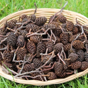 May include: A wicker basket overflowing with small, dark brown alder cones and twigs. The cones have a textured, scaly appearance and are clustered together. The basket is set against a backdrop of green grass, suggesting a natural setting.