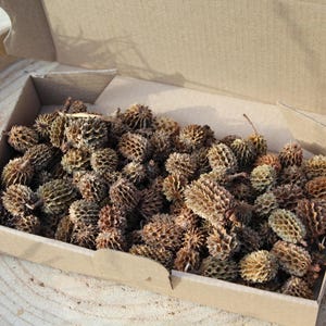 Puede incluir: Una caja de cartón llena de numerosas cápsulas de semillas pequeñas y puntiagudas. Las cápsulas son principalmente marrones y tostadas, con algunos toques verdes. La caja está sobre una superficie de madera clara y texturizada, sugiriendo un tema natural.