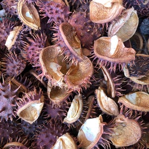May include: A close-up shot of a collection of spiky, purple seed pods and open, tan-coloured seed casings. The pods have a textured surface and are clustered together, creating a natural, organic pattern. The image highlights the contrasting textures and colours of the natural elements.