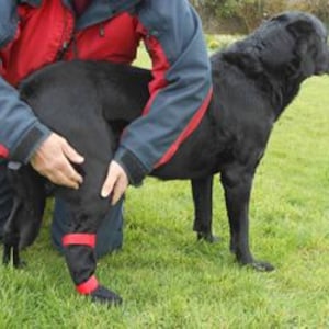 May include: A black dog wearing a red leg brace on its hind leg. The dog is standing on grass with a person kneeling behind it.