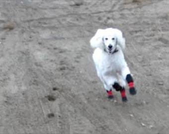 Hondenlaarzen voor windhonden of honden met een gevoelige huid of pootjes