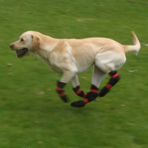 Dog boots Protect from cactus, flint, gravel, heat, cold, snow, ice ball formation.