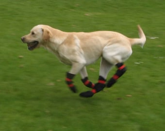 Dog boots Protect from cactus, flint, gravel, heat, cold, snow, ice ball formation.