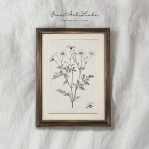 Daisy Botanical Print: April Birth Flower Vintage Art (Digital Download)