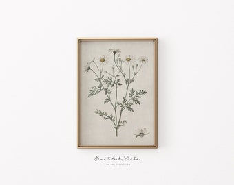 Printable April Birth Flower Art Daisy Printable Botanical Daisy Flower Printable Nursery Room Wall Art Present for Birth DIGITAL EAL_414