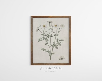 Daisy Botanical Print: April Birth Flower Vintage Art (Digital Download)