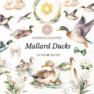 Mallard Duck Clipart Pack, Duck Clipart, Duck Png, Watercolor Ducks Clipart, Baby Shower Clipart, Boy Birthday Party Invitation, NGDCK