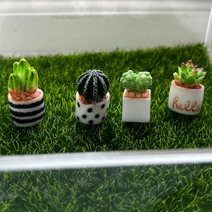 Mini succulent plants for jumping spider enclosures/tanks