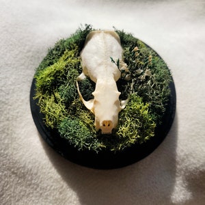 Mink Skull Plaque