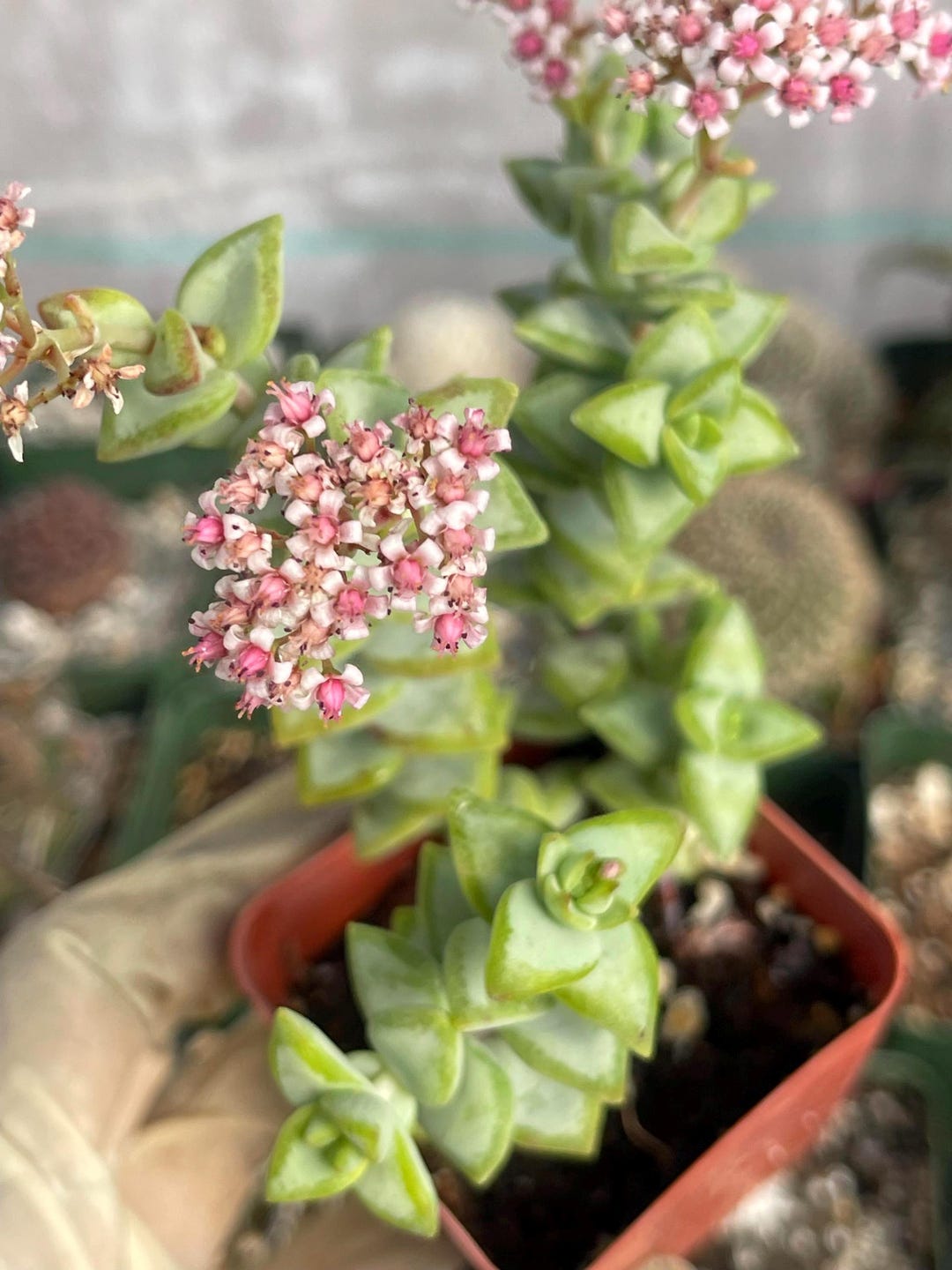 fake succulent plant Artificial Assorted Succulent Plant Arrangement in Round White Plant Pot