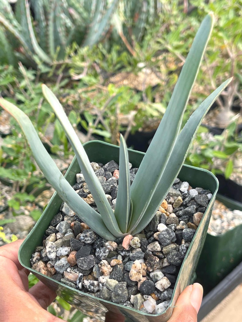 MeDeeCo Fan Aloe - Thumbnail 5