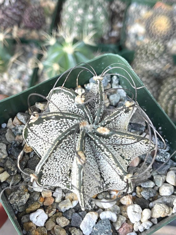 その他 OZWRT Spirit of Astrophytum その他 OZWRT Spirit of Astrophytum 2025年最新】ozwrt spirit