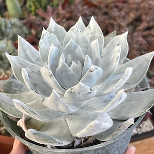 White Chalk Dudleya | Live Succulent | Live Plant Unique Succulent Easy Care Plant Live Succulent Colorful Compact Succulent