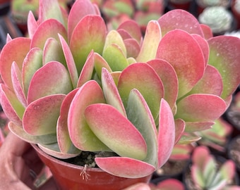 Kalanchoe Flapjack Paddle | Live Succulent Colorful Succulent Low Maintenance Succulent Live Plant Suculent Plant Easy Care Plant